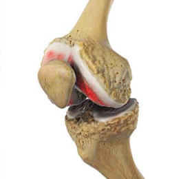 Knee Anatomy